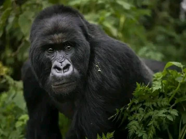 Gorilla